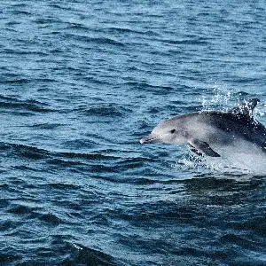 イルカウォッチング Dolphin watching